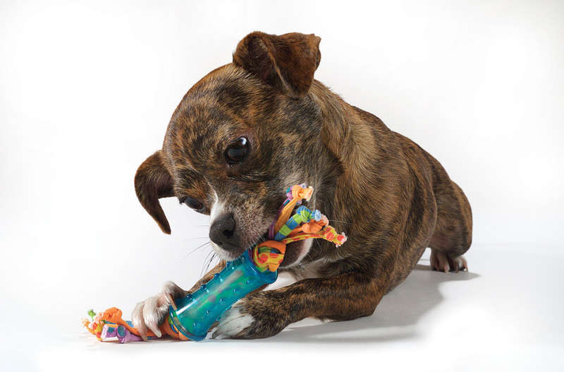 Mini Dental Chew Pack