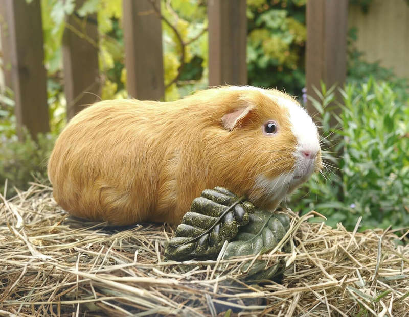 Rosewood Veggie Burst Nibble Leaves