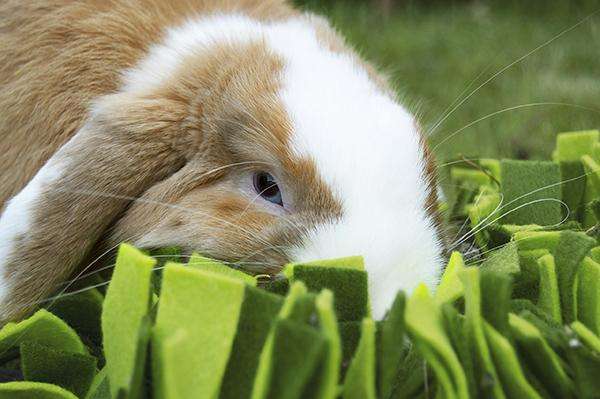 Rosewood Snuffle Forage Mat
