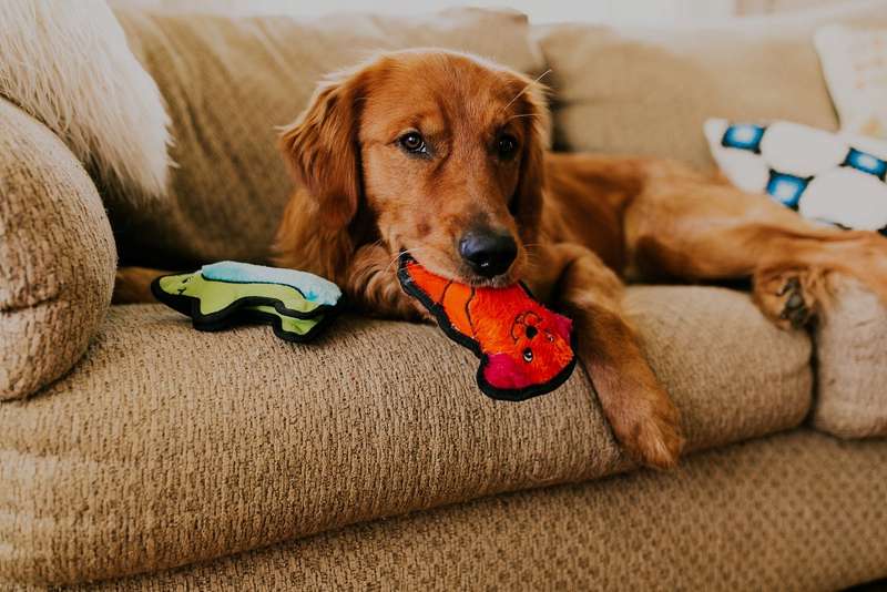 Outward Hound Invincible Mini Dog