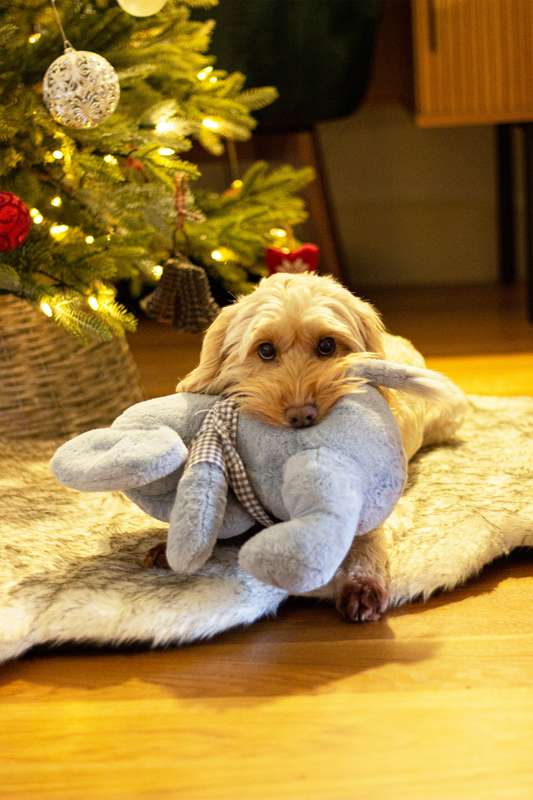 Maxi Elton Elephant