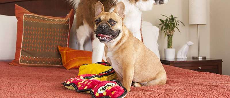 Tough Seamz Snake 6 squeaker