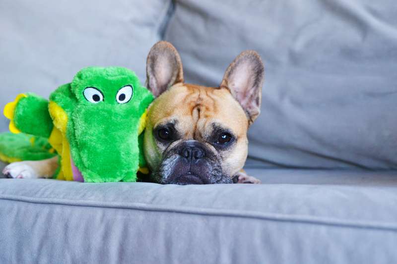 Squeaker Matz Gator XL 16 Squeaker