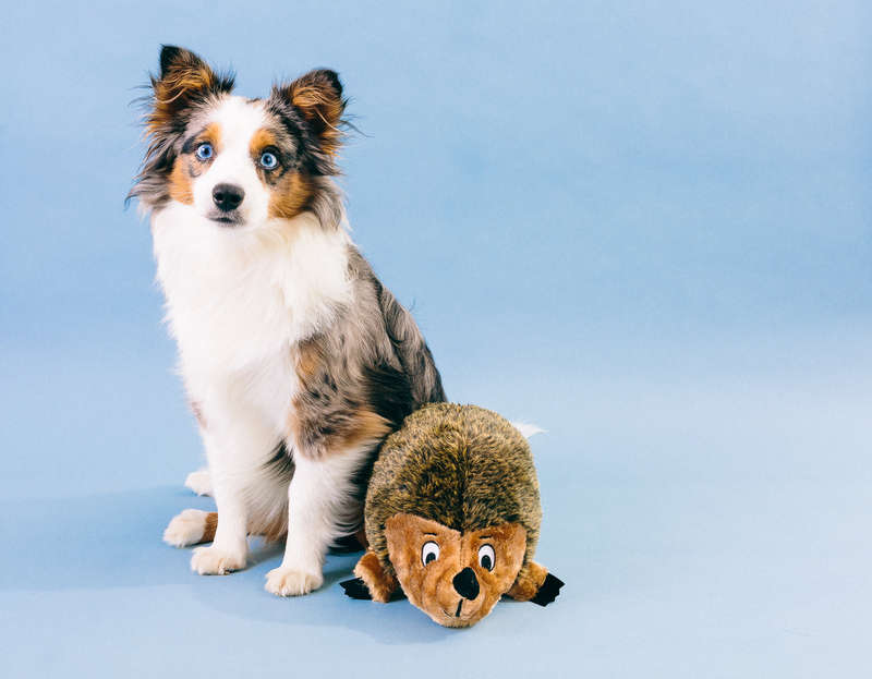 Outward Hound Hedgehogz