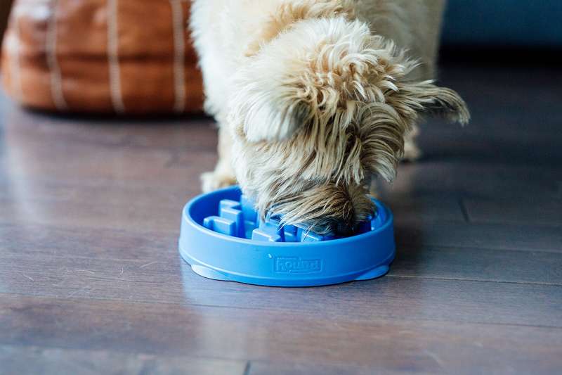 Outward Hound Fun Feeder Notch Blue
