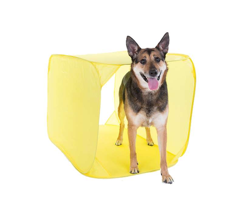 Outward Hound ZipZoom Indoor Agility Kit