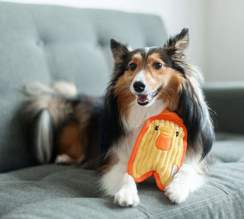 Outward Hound Invincibles Mini Chicky
