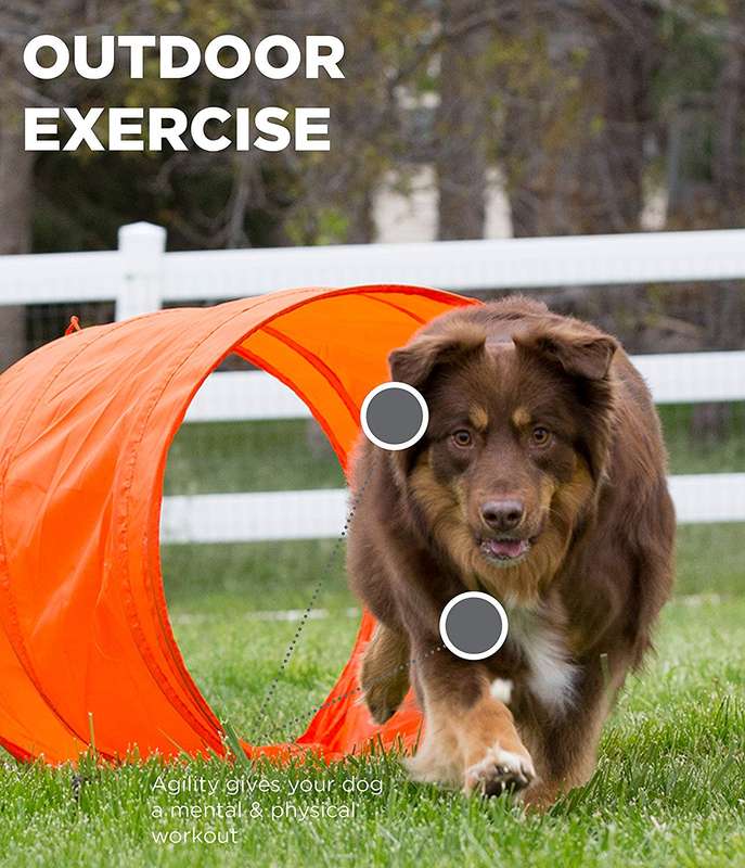 Outward Hound ZipZoom Outdoor Agility Kit