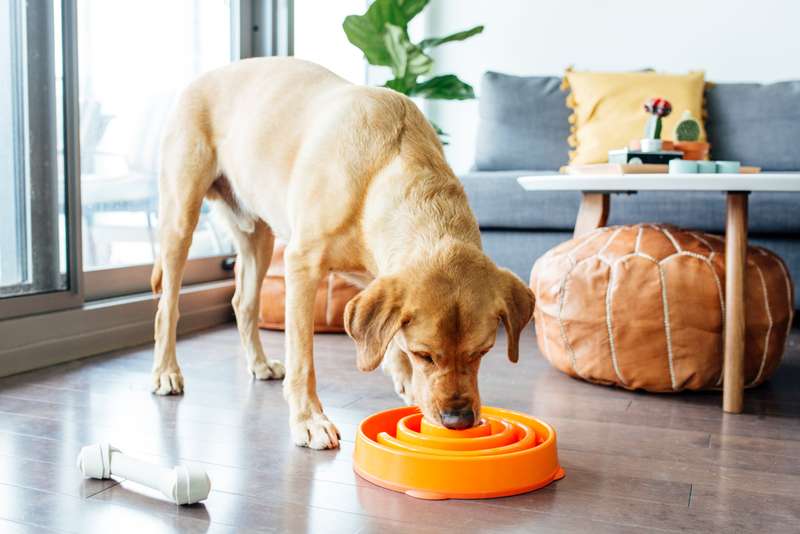 Outward Hound Fun Feeder Orange