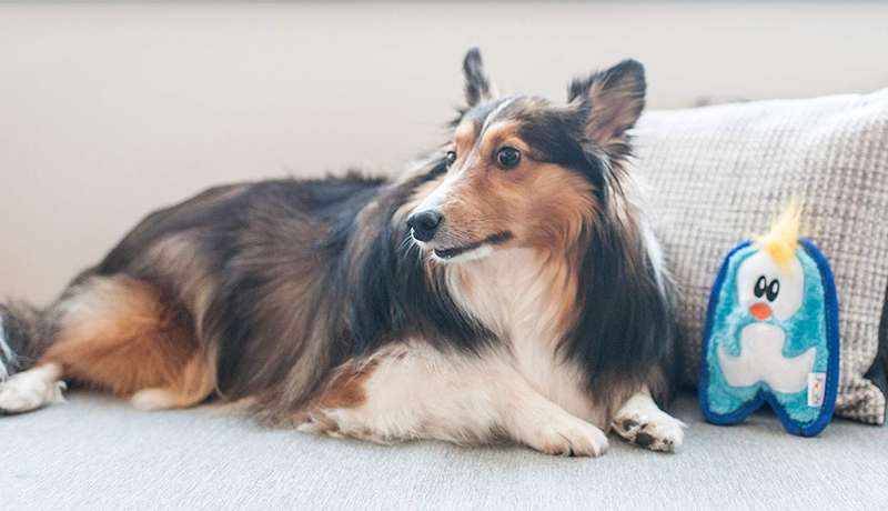 Outward Hound Invincibles Mini Penguin
