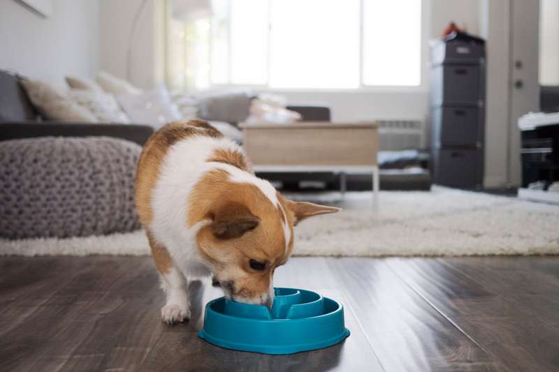 Outward Hound Fun Feeder Teal