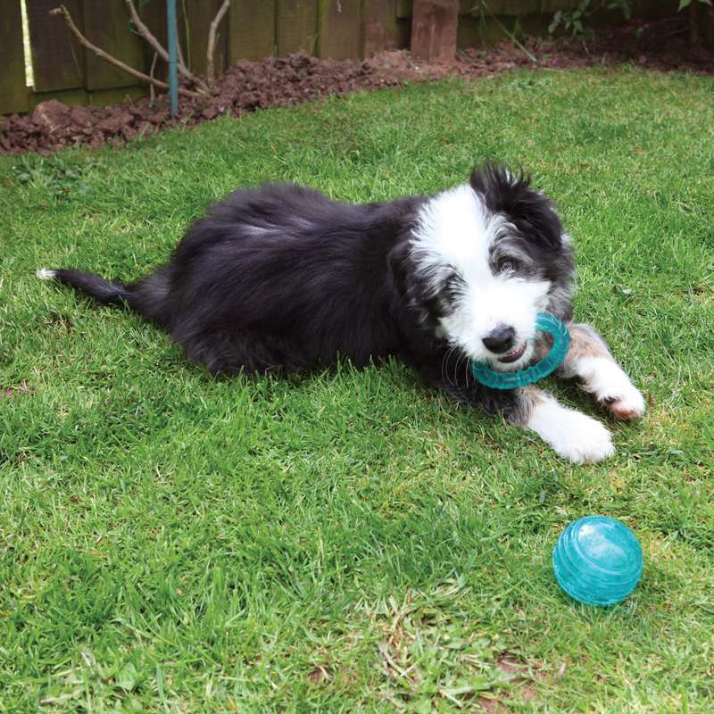 BioSafe Puppy Ball