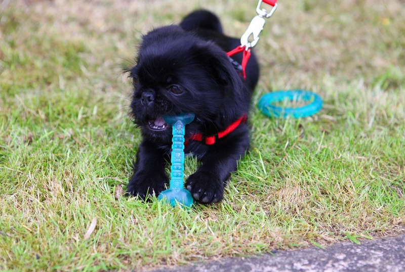 BioSafe Puppy Bone (12cm)