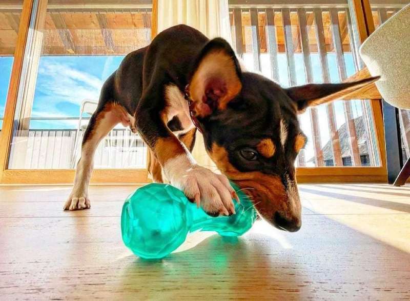 BioSafe Puppy Treat Dumbbell