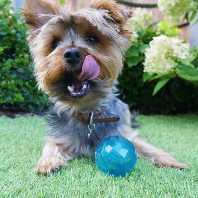 BioSafe Puppy Treat Ball