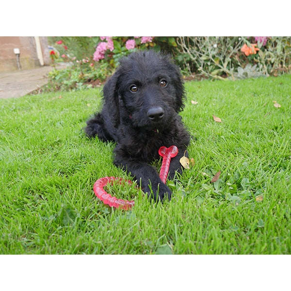 BioSafe Puppy Bone (12cm)