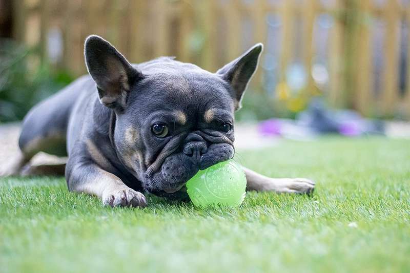 Jolly Doggy Glow in the Dark Ball