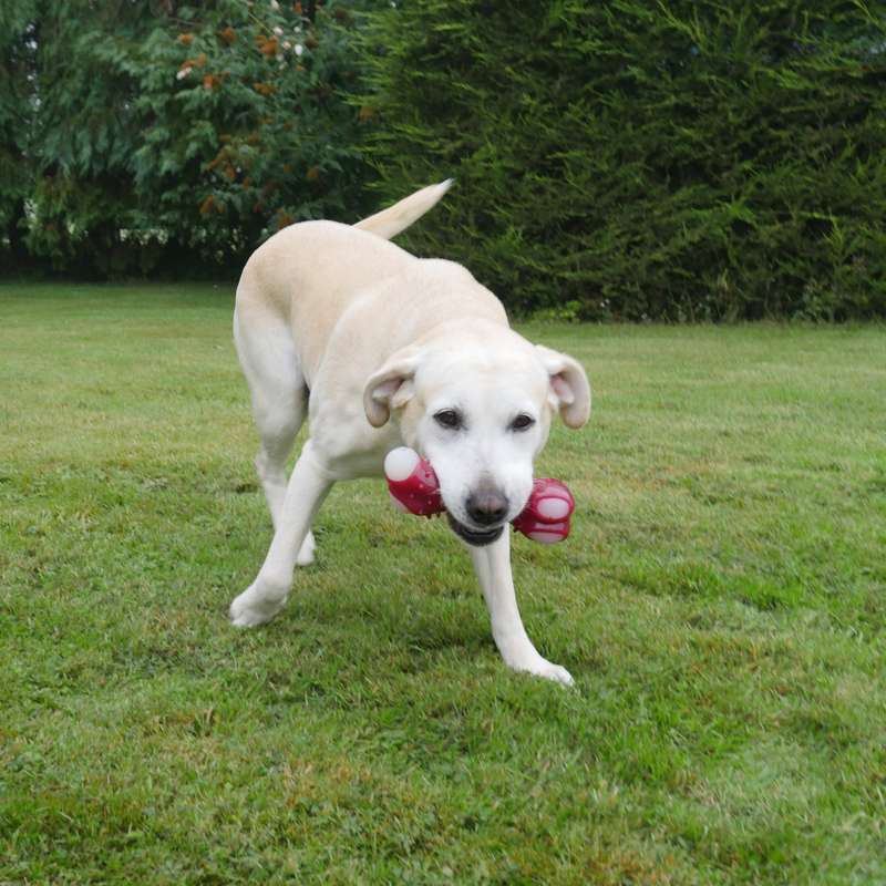 Tough Toys Meaty Bacon Takeaway Bone
