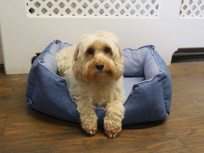 Rosewood Luxury Cooling Pet Bed 60cm