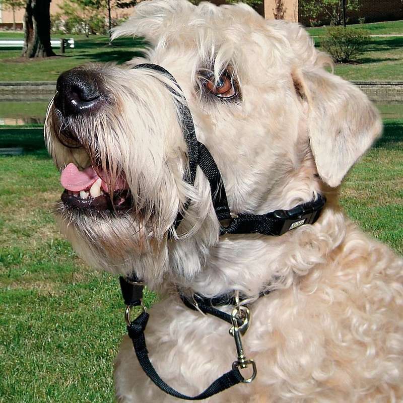 Rosewood Coastal Head Halter