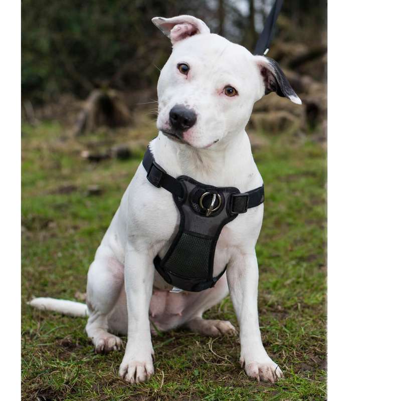 Rosewood Coastal Front-Connect Padded Harness