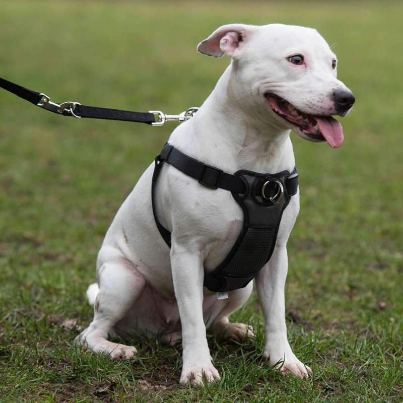 Rosewood Coastal Front-Connect Padded Harness