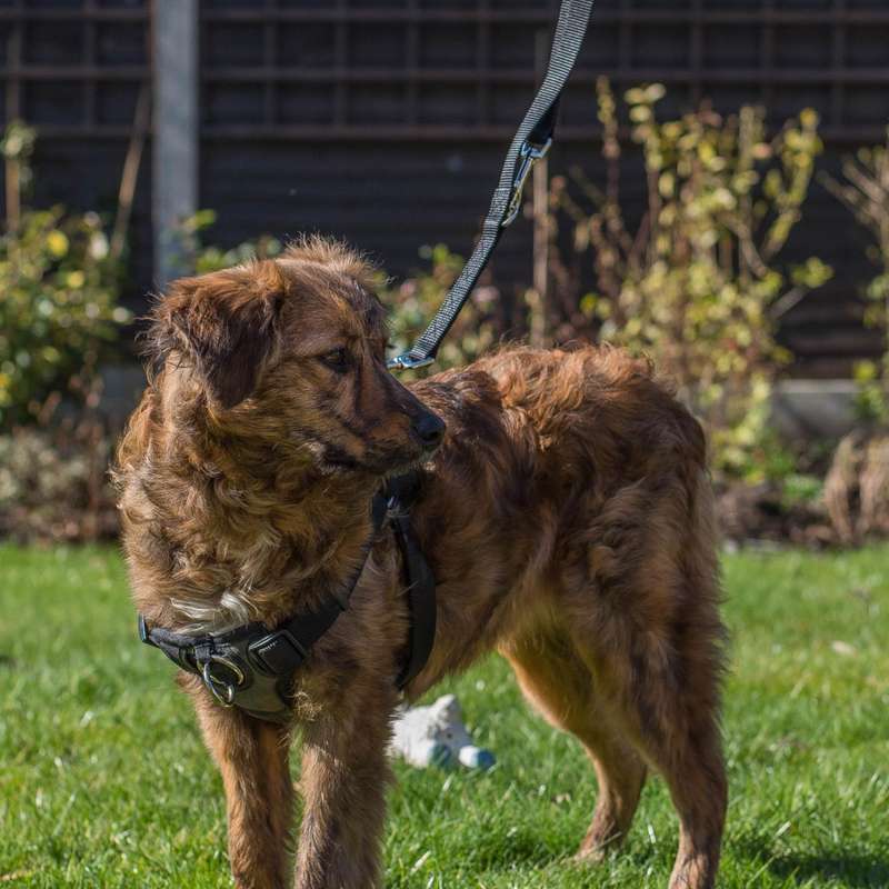 Rosewood Coastal Front-Connect Padded Harness