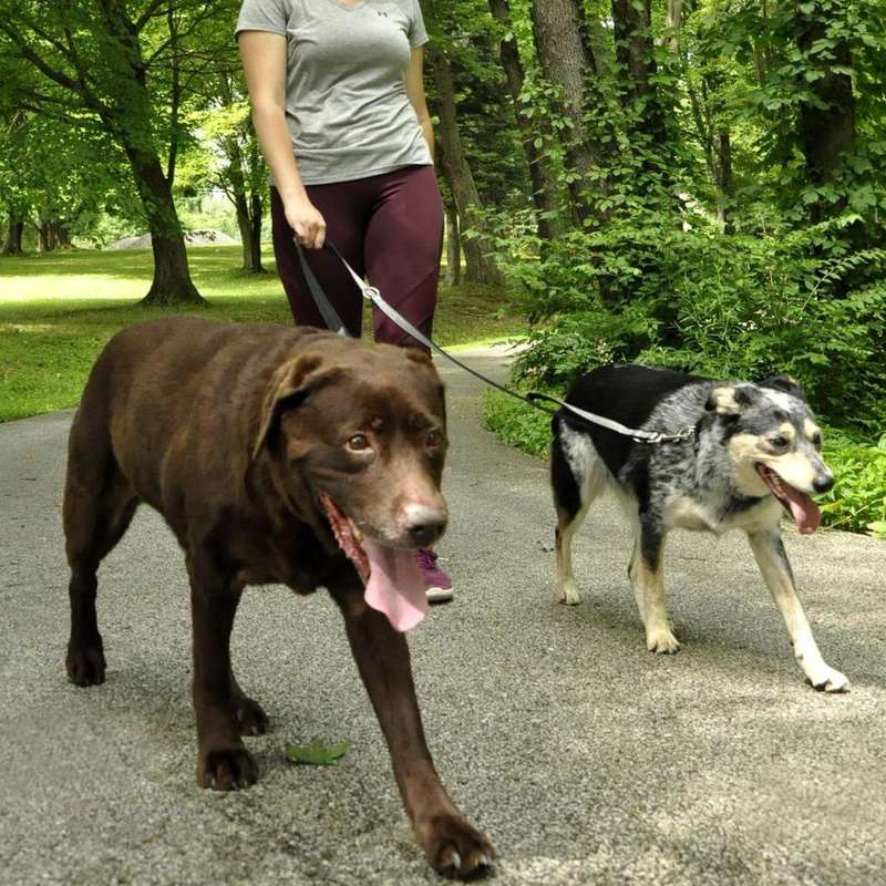 Multi-Function Nylon Dog Lead