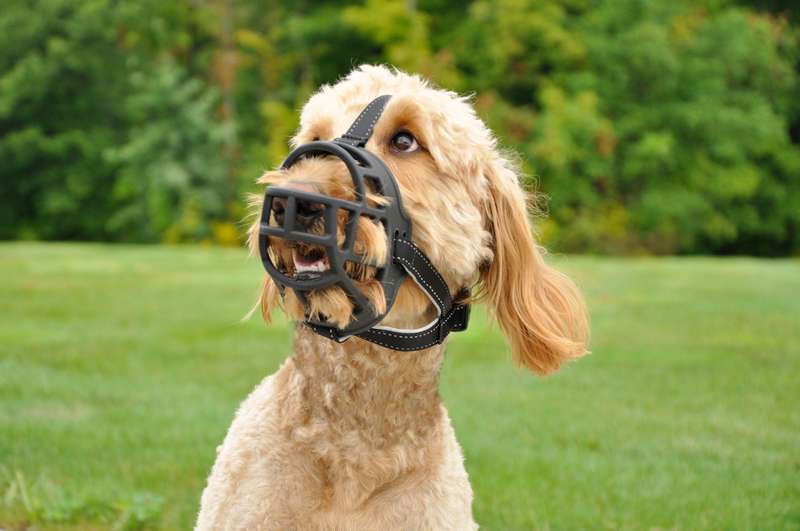 Rosewood Soft Basket Muzzle