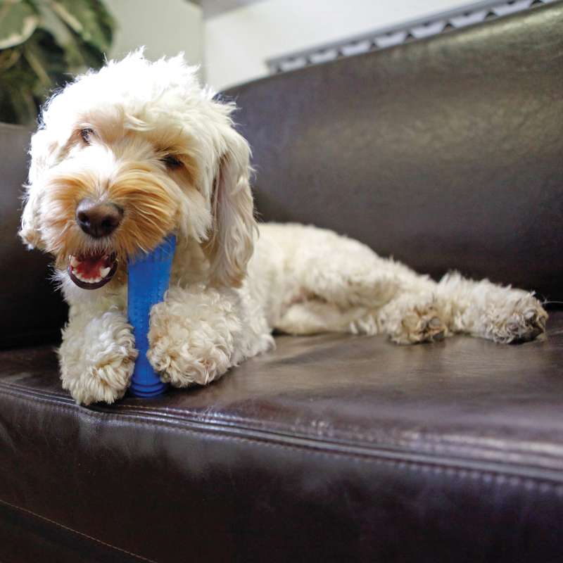 Chillax Cool Bone