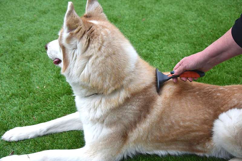 Salon Grooming Moult Stoppa