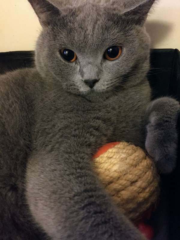 L'Chic Roll Play Ball