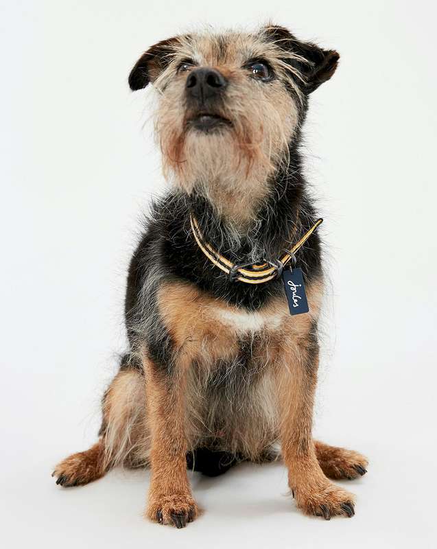 Rosewood Joules Navy Coastal Dog Collars