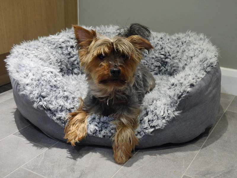 Rosewood Grey Lion Faux Suede Oval Bed