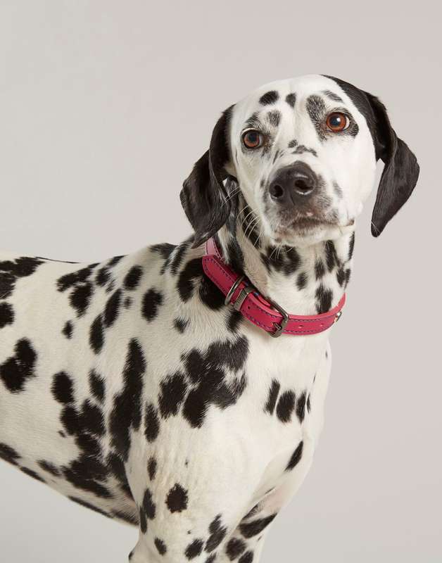 Rosewood Joules Pink Leather Dog Collars