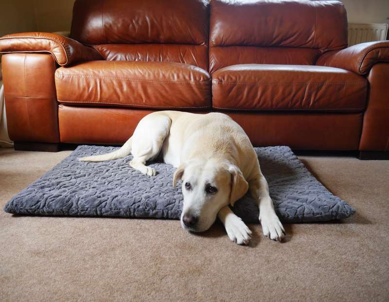 Rosewood Orthopedic Bone Plush Mattress