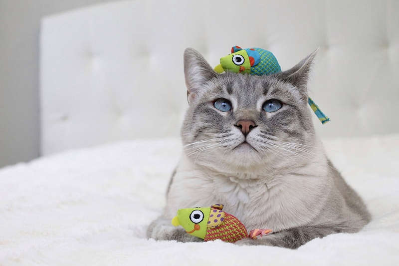 Catnip Chew Mice