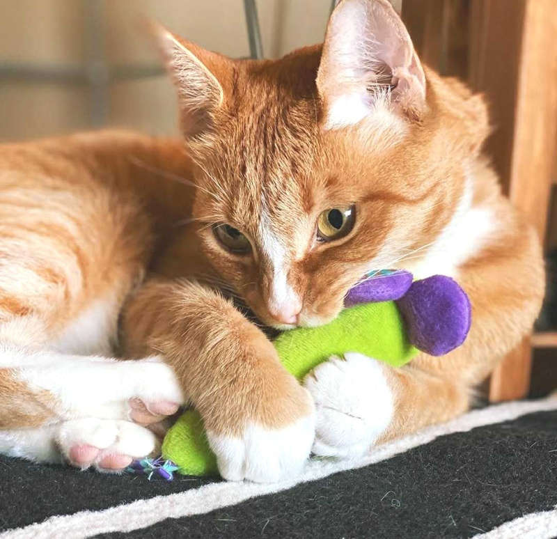 Petstages Green Magic Mighty Mouse