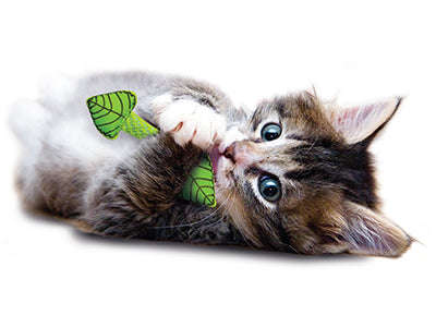 Fresh Breath Mint Stick