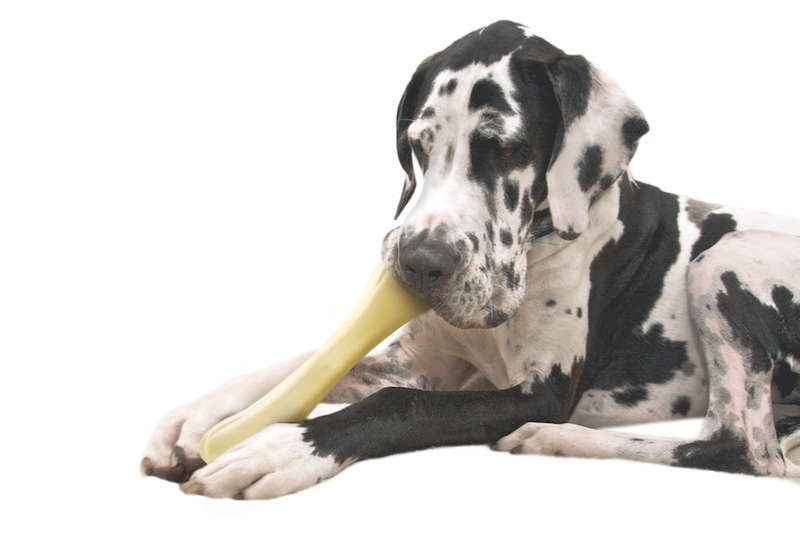 Chick-a-Bone