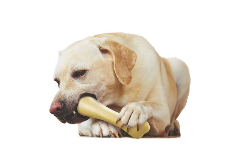 Chick-a-Bone