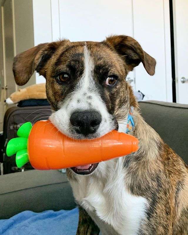 Crunch Veggies Carrot LG