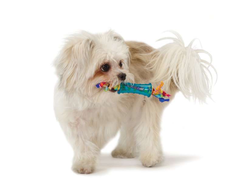 Mini Dental Chew Pack