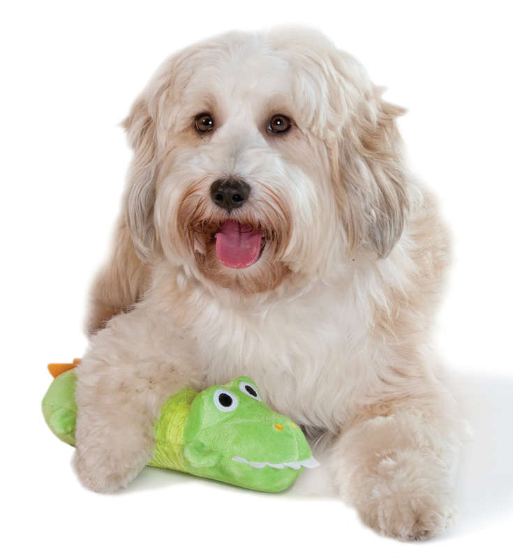 Big Squeak Gator