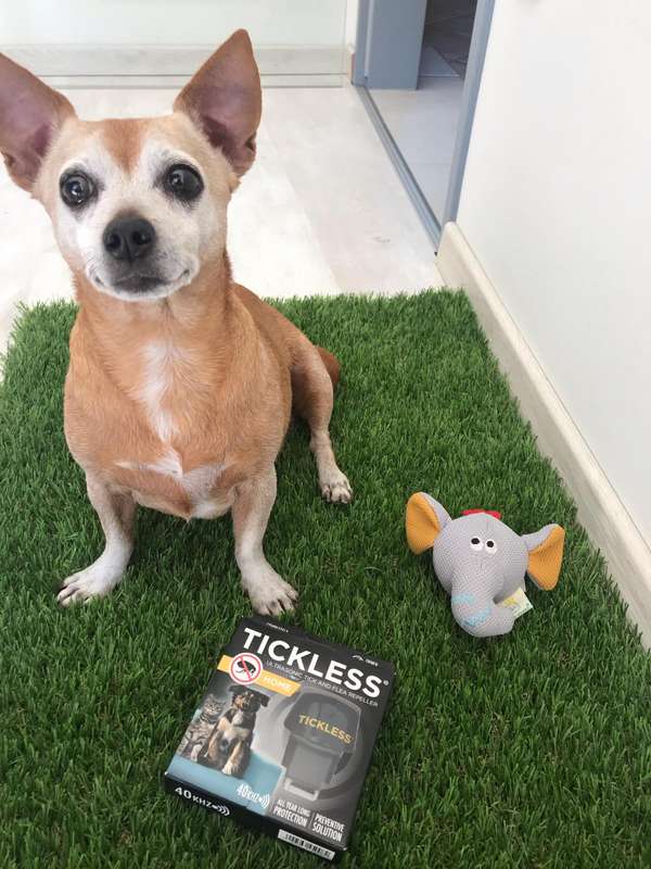 Tickless Home