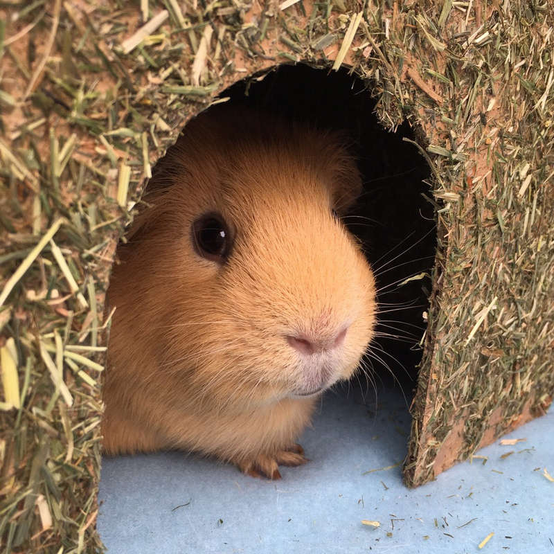 Carrot Cottage