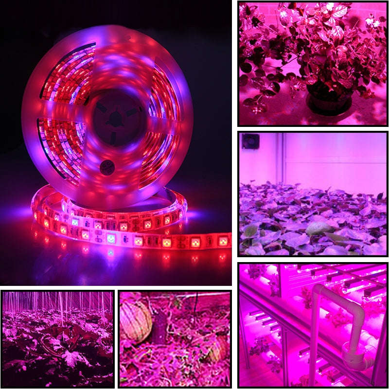 5m 300 LEDs SMD 5050 Full Spectrum LED Strip Light Fitolampy Grow Lights for Greenhouse Hydroponic P