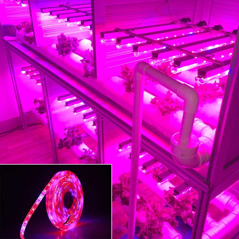 5m 300 LEDs SMD 5050 Full Spectrum LED Strip Light Fitolampy Grow Lights for Greenhouse Hydroponic P