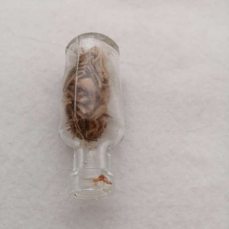 Small bottle with herbs (Miniature)