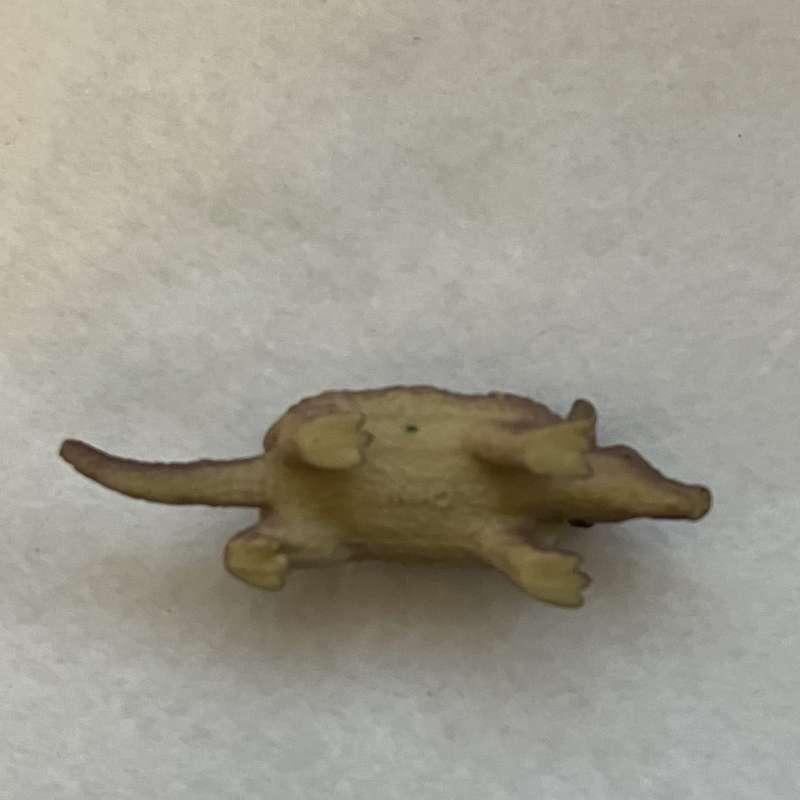 Miniature Armadillo